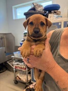 Eeyore -  Mixed Breed Dog for Adoption in Beatrice, Nebraska - Eeyore | PetCurious
