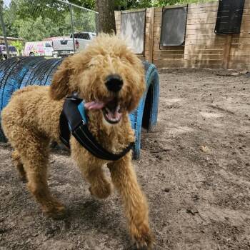 Kemp 29766 -  Poodle and Mixed Breed Dog for Adoption in Middleburg, Florida - Kemp 29766 | PetCurious