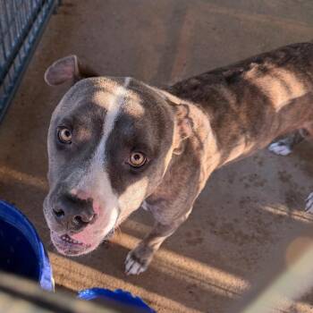 Ruger -  Mixed Breed Dog for Adoption in Lake Jackson, Texas - Ruger | PetCurious