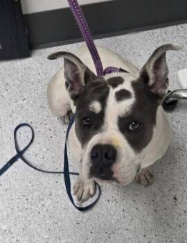 Mixed Breed Dogs Available for Adoption in Oakland, California - Sweets | PetCurious
