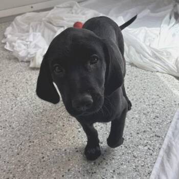 Sleepy -  Black Labrador Retriever Dog for Adoption in Freeport, Florida - Sleepy | PetCurious
