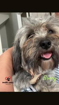 Sunny -  Shih Tzu and Havanese Dog for Adoption in Council Bluffs, Iowa - Sunny | PetCurious