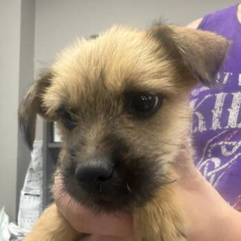 Paco (Rosco) Chase -  Shepherd and Australian Cattle Dog Blue Heeler Dog for Adoption in Midland, Texas - Paco (Rosco) Chase | PetCurious