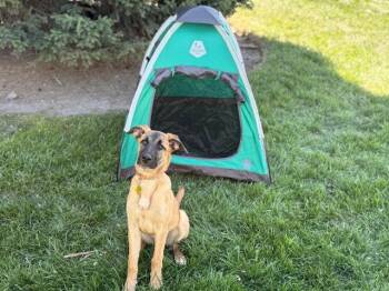 Belgian Shepherd Malinois Dogs Available for Adoption in Salt Lake City, Utah - Cailleach | PetCurious