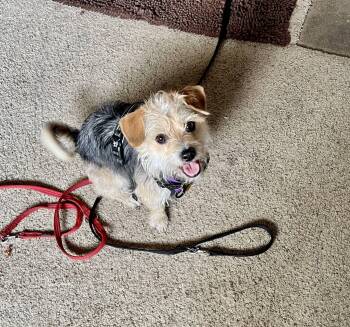 Jaxston -  Yorkshire Terrier Dog for Adoption in Covington, Washington - Jaxston | PetCurious