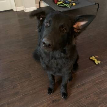 Rescue German Shepherd Dog Dogs for Adoption in Hinesville, Georgia - Loki | PetCurious