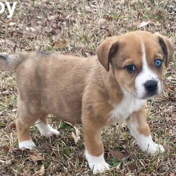 Australian Shepherd Dogs Available for Adoption - Koda | PetCurious