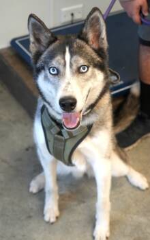 Rescue Siberian Husky and Mixed Breed Dogs for Adoption in Bowling Green, Kentucky - Rogue | PetCurious