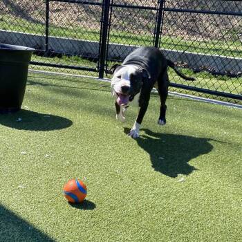 Pit Bull Terrier Dogs Available for Adoption - Xena | PetCurious