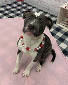 Mixed Breed Dogs Available for Adoption - Cecilie | PetCurious