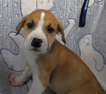 Apollo -  Shepherd Dog for Adoption in Thief River Falls, Minnesota - Apollo | PetCurious