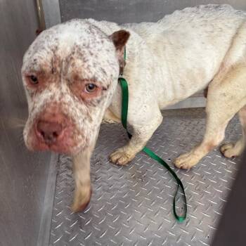 Pit Bull Terrier Dogs Available for Adoption - Randle | PetCurious