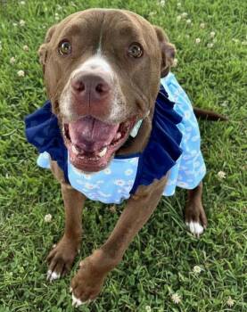 Roxy -  Pit Bull Terrier and Mixed Breed Dog for Adoption in Bowling Green, Ohio - Roxy | PetCurious