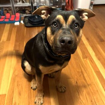 German Shepherd Dog and Bull Terrier Dogs Available for Adoption in Bethel, Connecticut - Bella | PetCurious