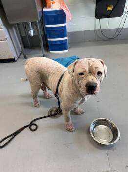 GORDA -  Pit Bull Terrier and Mixed Breed Dog for Adoption in Corpus Christi, Texas - GORDA | PetCurious