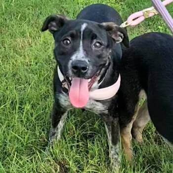 Australian Cattle Dog Blue Heeler and Mixed Breed Dogs Available for Adoption in Corpus Christi, Texas - Prue | PetCurious