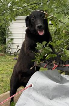 Border Collie Dogs Available for Adoption in Joshua, Texas - Zira | PetCurious