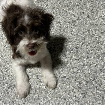 Jeff. Little guy. 5 lbs of fun -  Havanese Dog for Adoption in Antwerp, Ohio - Jeff. Little Guy. 5 Lbs Of Fun | PetCurious