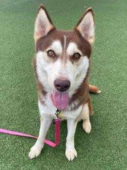 Harley -  Siberian Husky Dog for Adoption in Cleveland, Ohio - Harley | PetCurious