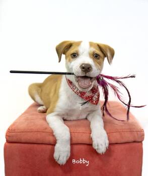 Beagle Dogs Available for Adoption in Manchester, Connecticut - Bobby | PetCurious