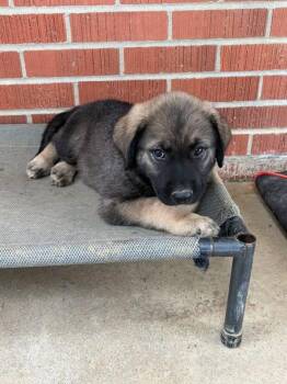 Druid -  German Shepherd Dog and Labrador Retriever Dog for Adoption in Lexington, Kentucky - Druid | PetCurious
