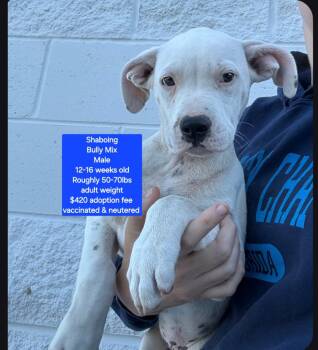 American Bully Dogs Available for Adoption in Oviedo, Florida - Shaboing | PetCurious