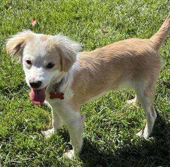 Sienna -  Cavalier King Charles Spaniel Dog for Adoption in Palo Alto, California - Sienna | PetCurious