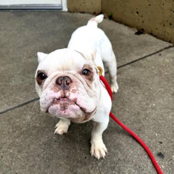 English Bulldog Dogs Available for Adoption in Northbrook, Illinois - Dr. Abbott | PetCurious
