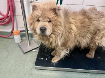 Chow Chow Dogs Available for Adoption in Santa Fe, New Mexico - MUFASA | PetCurious