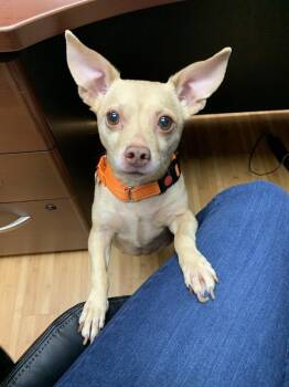 Rescue Chihuahua Dogs for Adoption in Kingston, New York - Charlotte | PetCurious