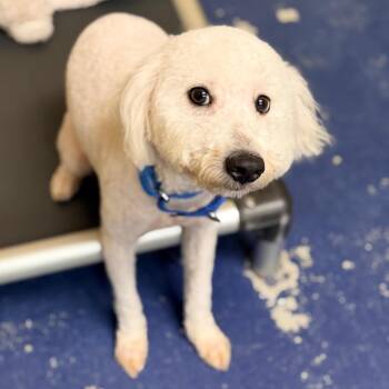 Poodle Dogs Available for Adoption in Newark, New Jersey - Fletcher | PetCurious