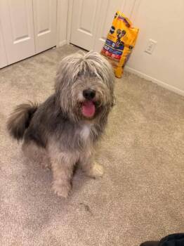 Smokey -  Old English Sheepdog Dog for Adoption in Georgetown, Ohio - Smokey | PetCurious