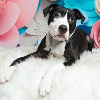 Phoebe -  Pit Bull Terrier Dog for Adoption in Melbourne, Kentucky - Phoebe | PetCurious
