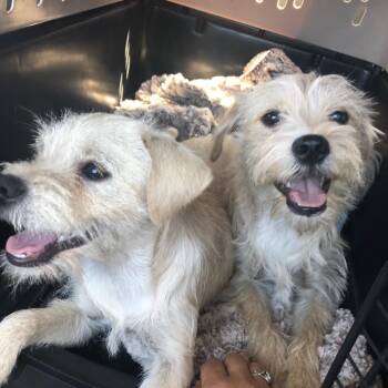 Terrier Dogs Available for Adoption - Bonded Pair  | PetCurious
