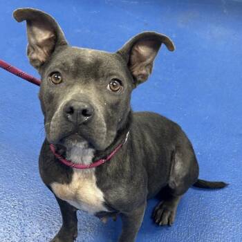 Kenya -  Pit Bull Terrier and Mixed Breed Dog for Adoption in Griswold, Connecticut - Kenya | PetCurious