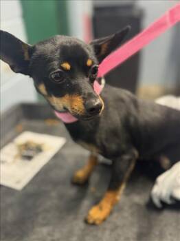 Chihuahua Dogs Available for Adoption in Woodland, California - *BLACK SABBATH | PetCurious