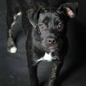 Cersie -  Terrier Dog for Adoption in Magnolia, Texas - Cersie | PetCurious