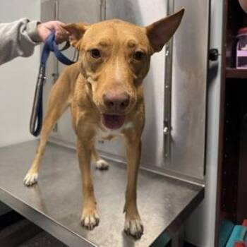 Baja Blast -  Carolina Dog Dog for Adoption in Converse, Texas - Baja Blast | PetCurious