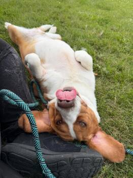 Kevin (Butch) -  Basset Hound Dog for Adoption in Pierceton, Indiana - Kevin (Butch) | PetCurious