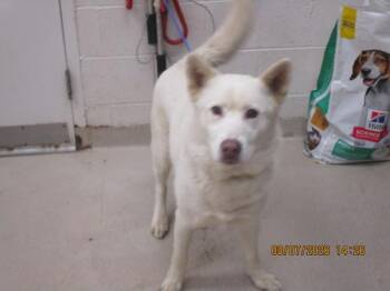 Duke(835) -  Siberian Husky Dog for Adoption in Marietta, Georgia - Duke(835) | PetCurious
