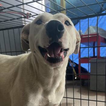 Mixed Breed Dogs Available for Adoption in Edinburg, Texas - Ms. Shay | PetCurious