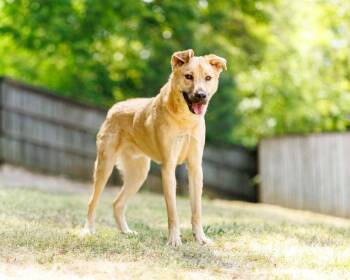 Hershey -  Mixed Breed Dog Available for Adoption in Durham, North Carolina - Hershey | PetCurious