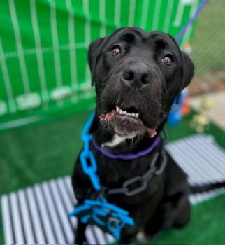 MAZIE -  Labrador Retriever and Mixed Breed Dog for Adoption in Charlotte, North Carolina - MAZIE | PetCurious
