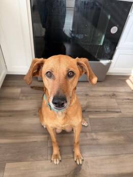 Hound Dogs Available for Adoption - Mildred | PetCurious