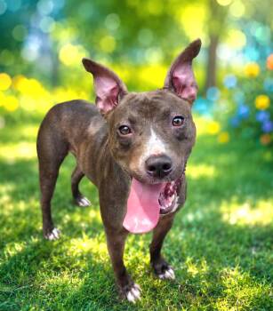 Forrest -  American Bulldog and Mixed Breed Dog for Adoption in San Antonio, Texas - Forrest | PetCurious