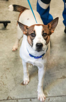 Rescue Cattle Dog and Mixed Breed Dogs for Adoption in Bowling Green, Kentucky - Rosco | PetCurious