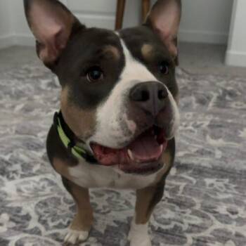 Runa -  American Staffordshire Terrier Dog for Adoption in Glendale, Arizona - Runa | PetCurious