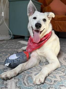 Mixed Breed Dogs Available for Adoption - Khalessi | PetCurious
