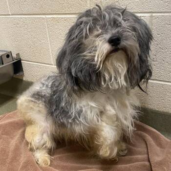 Maltese Dogs Available for Adoption - 70199 | PetCurious