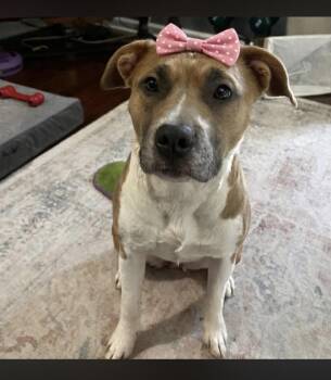 American Staffordshire Terrier and Pit Bull Terrier Dogs Available for Adoption - Novella | PetCurious